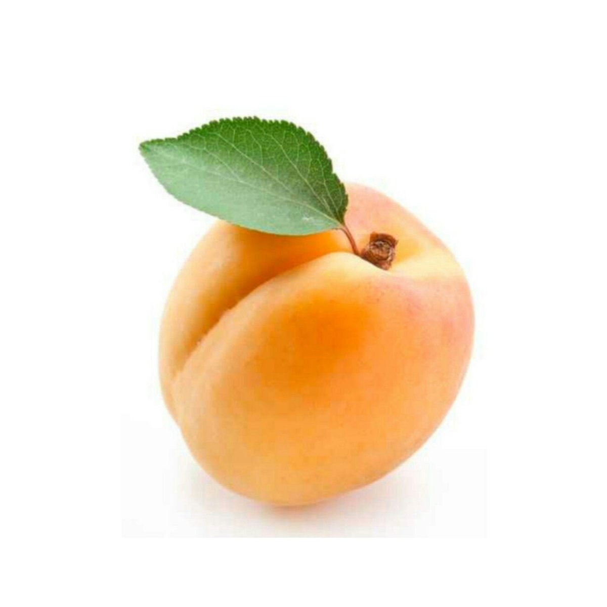 Костянка абрикоса