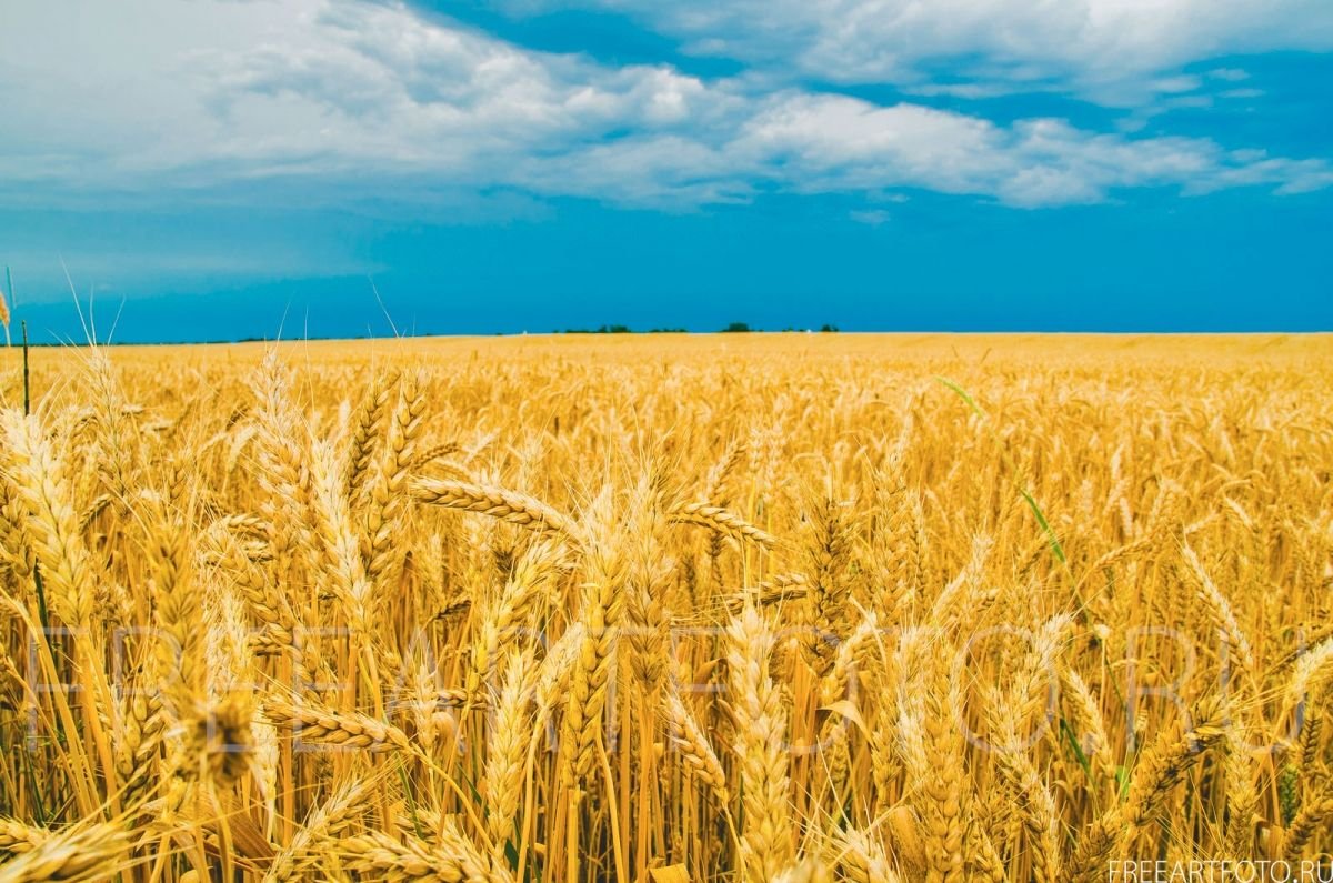 Пшеничное поле панорама