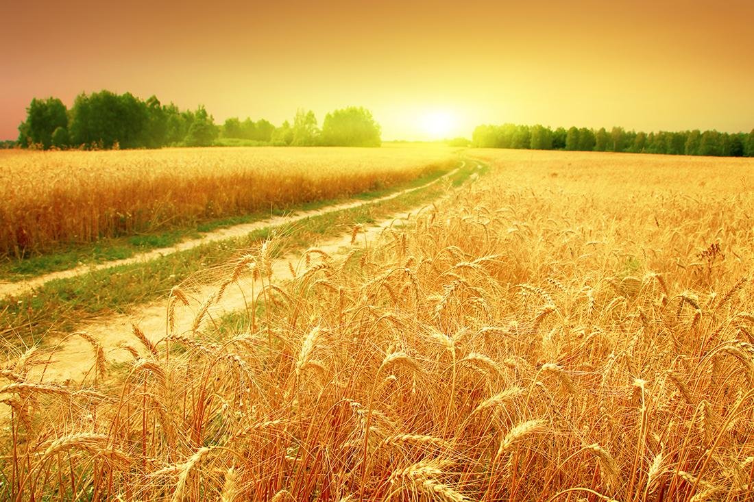 Фон поле пшеницы