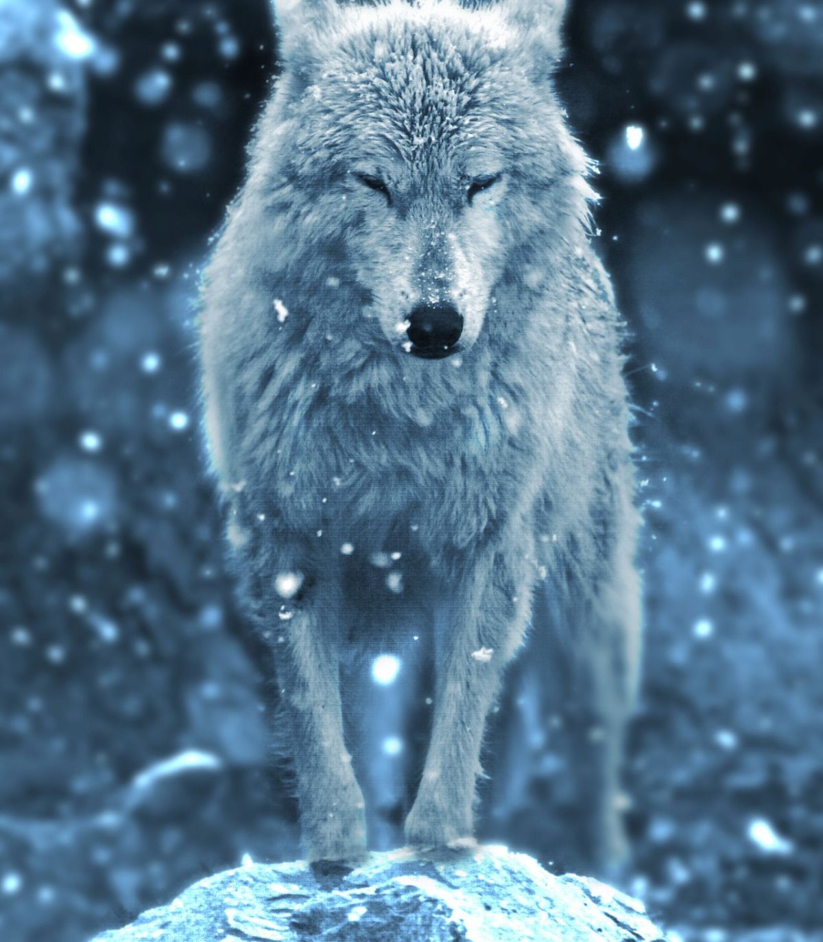 Одинокий волк фото картинки