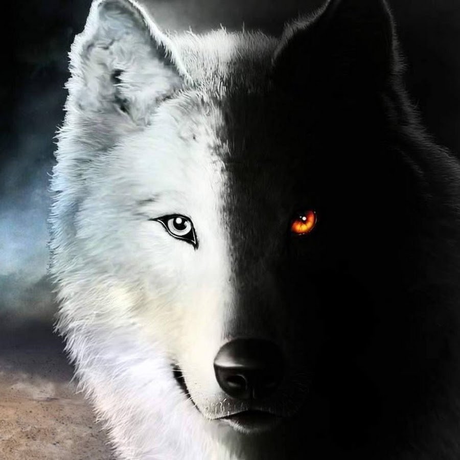 красивые фотографии черно белые волки