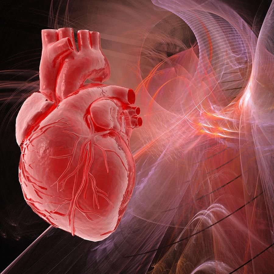 Как выглядит сердце человека фото