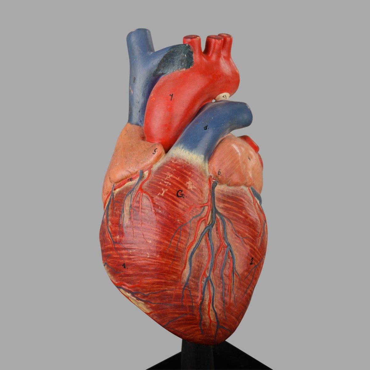 Сердце человека анатомия