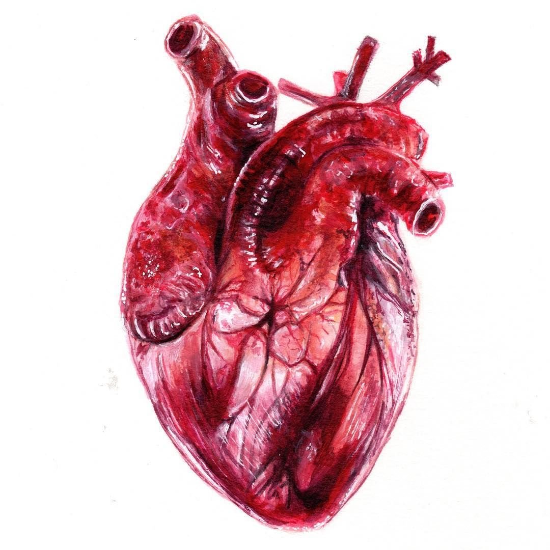 Сердце реалистичное рисунок