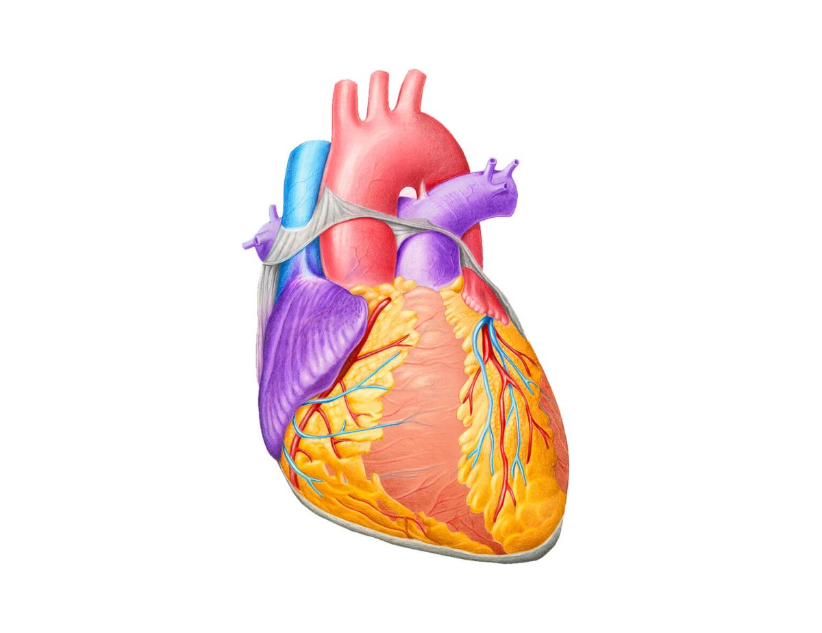 Сердце картинка орган