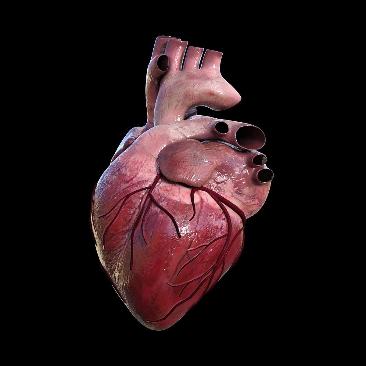 Как выглядит человеческое сердце фото