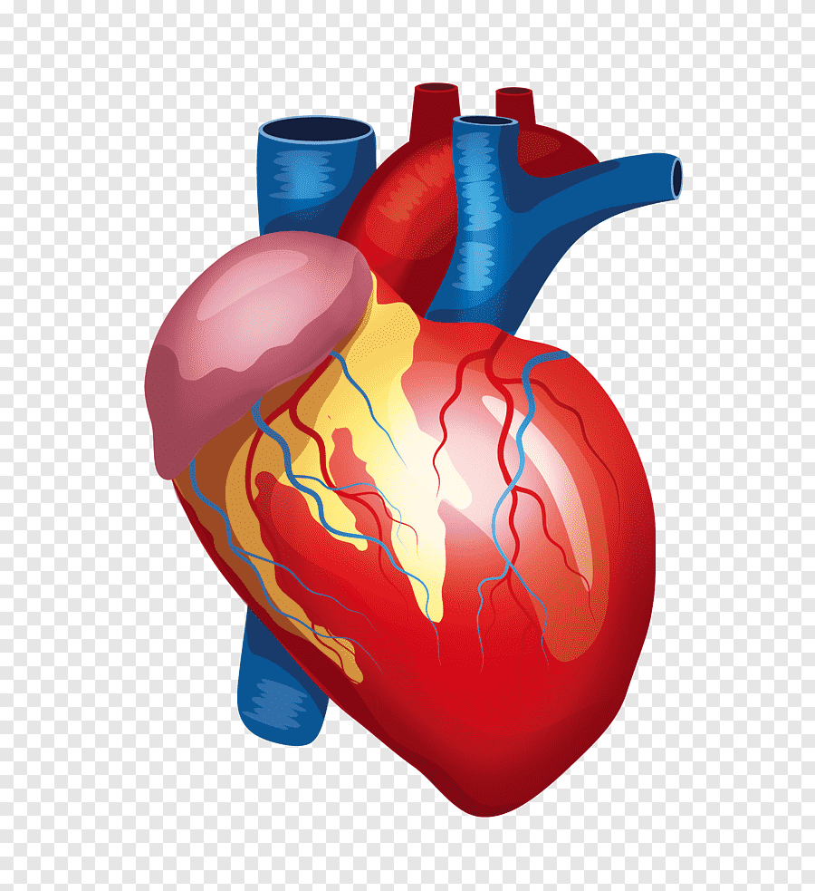 Сердце картинки для детей анатомия