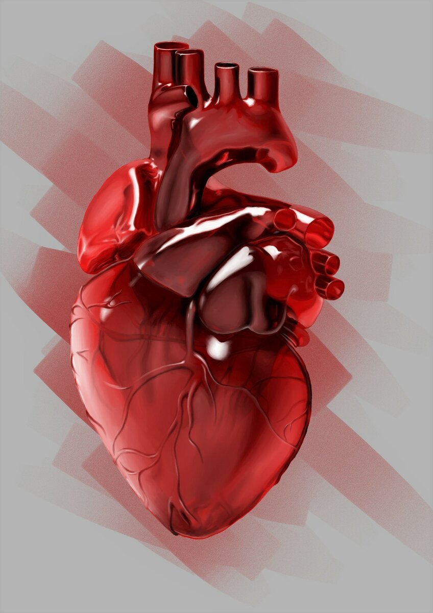 Два сердца у человека фото