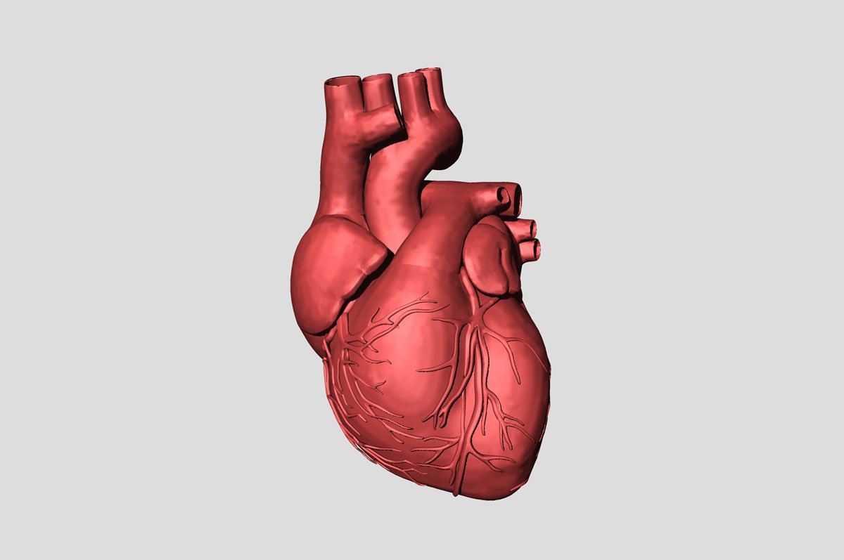 Изображение сердце человека