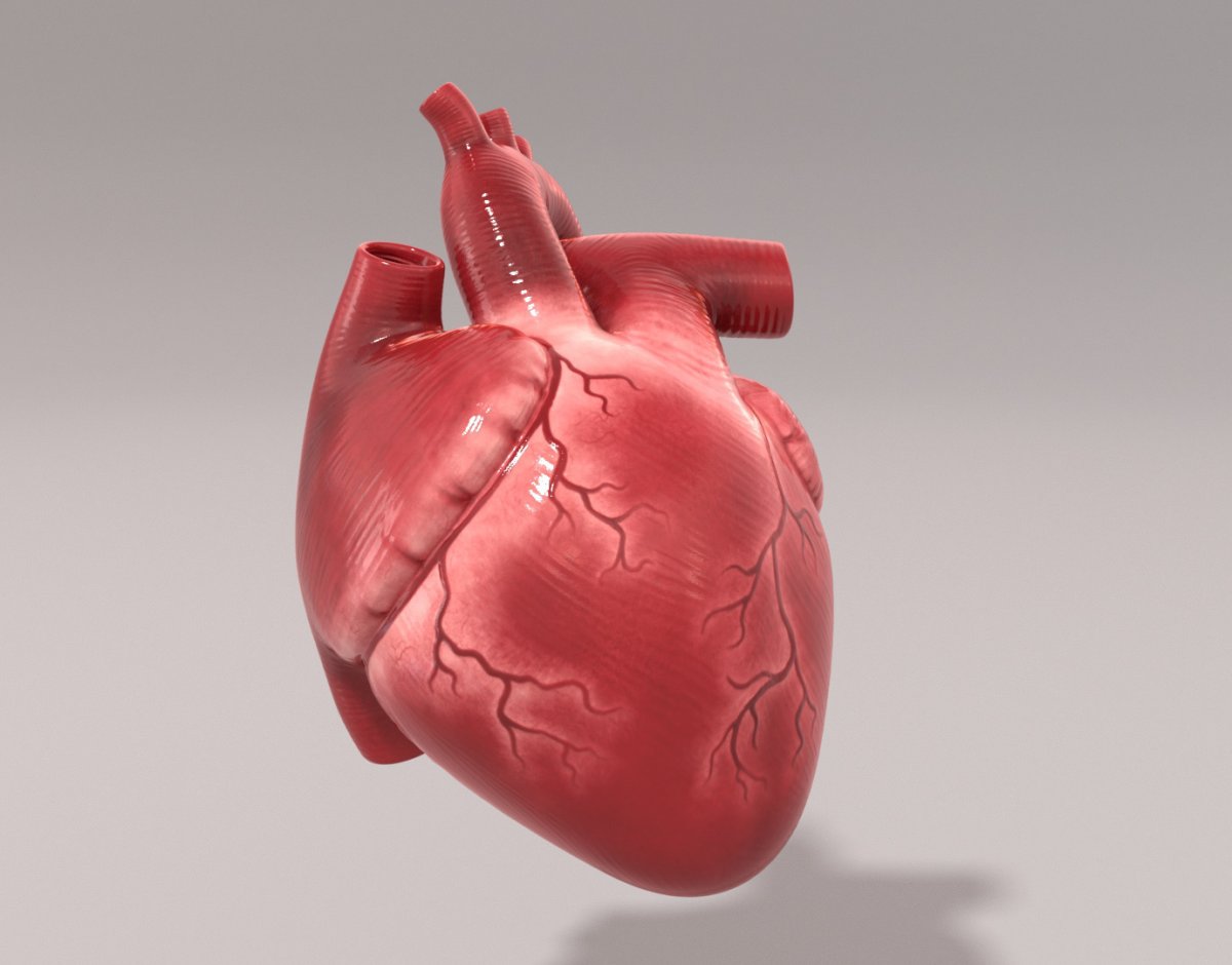 Как выглядит настоящее сердце человека фото