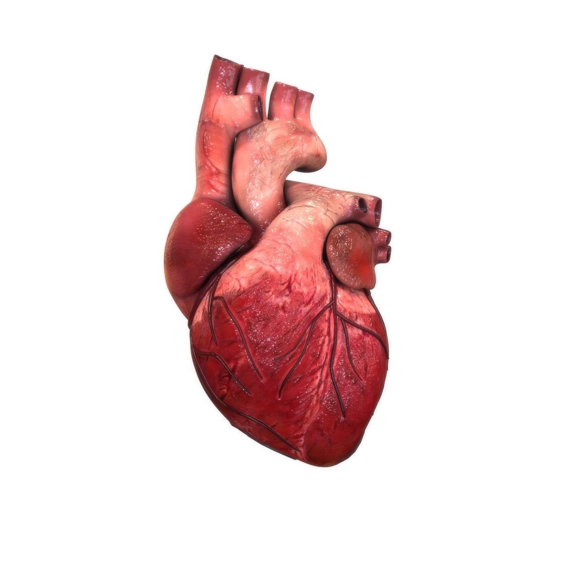 Человек анатомия 3д сердце