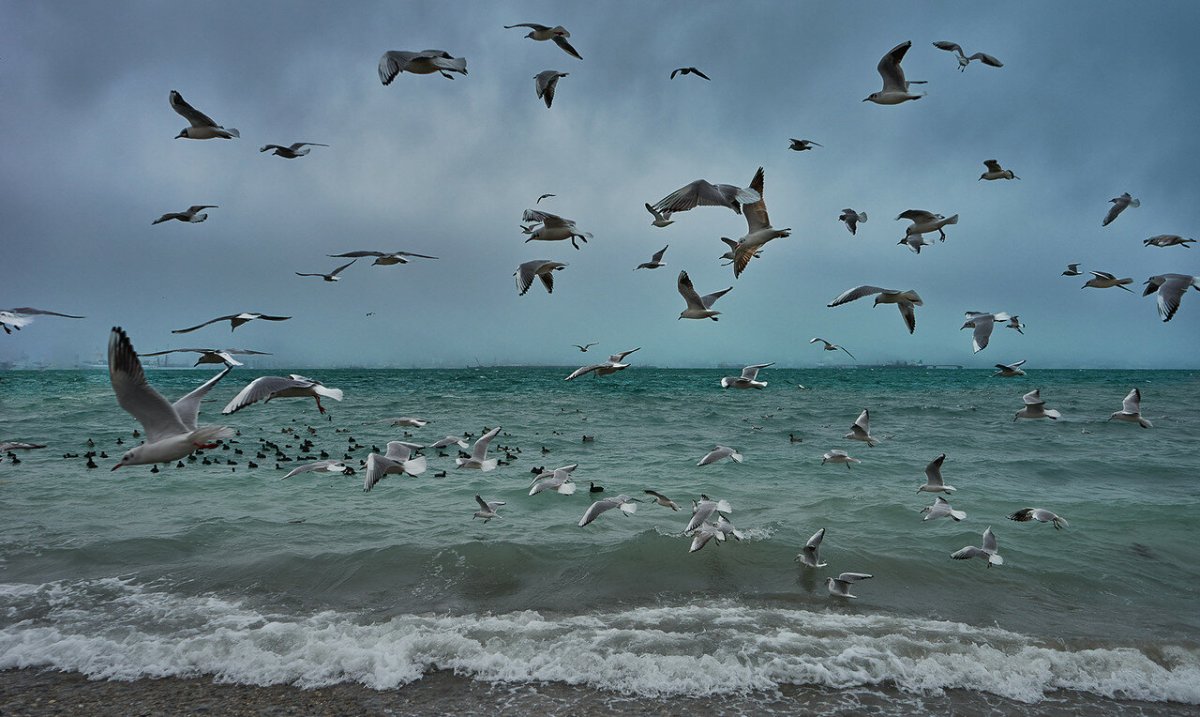 Море птицы
