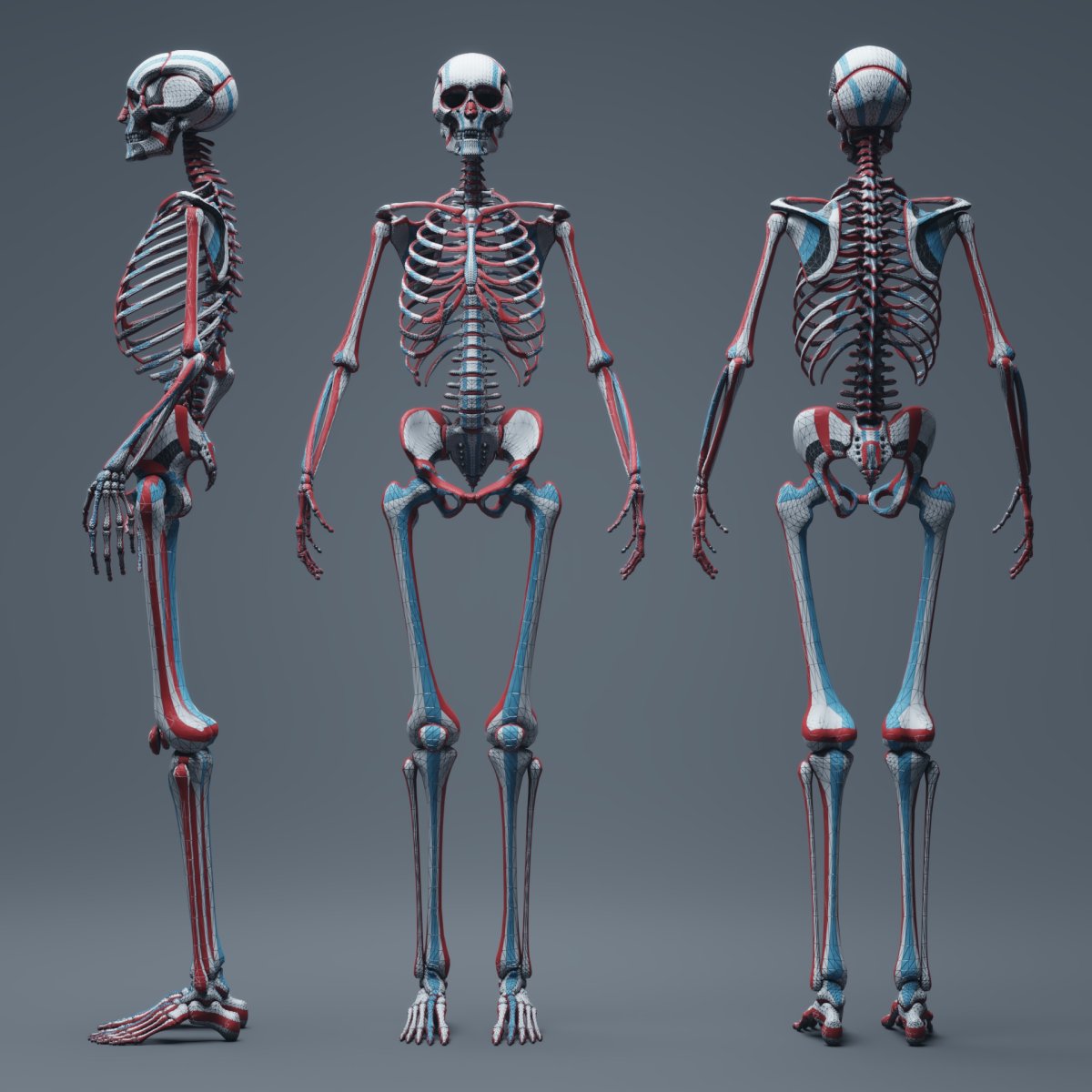 Скелет человека анатомия Майерс