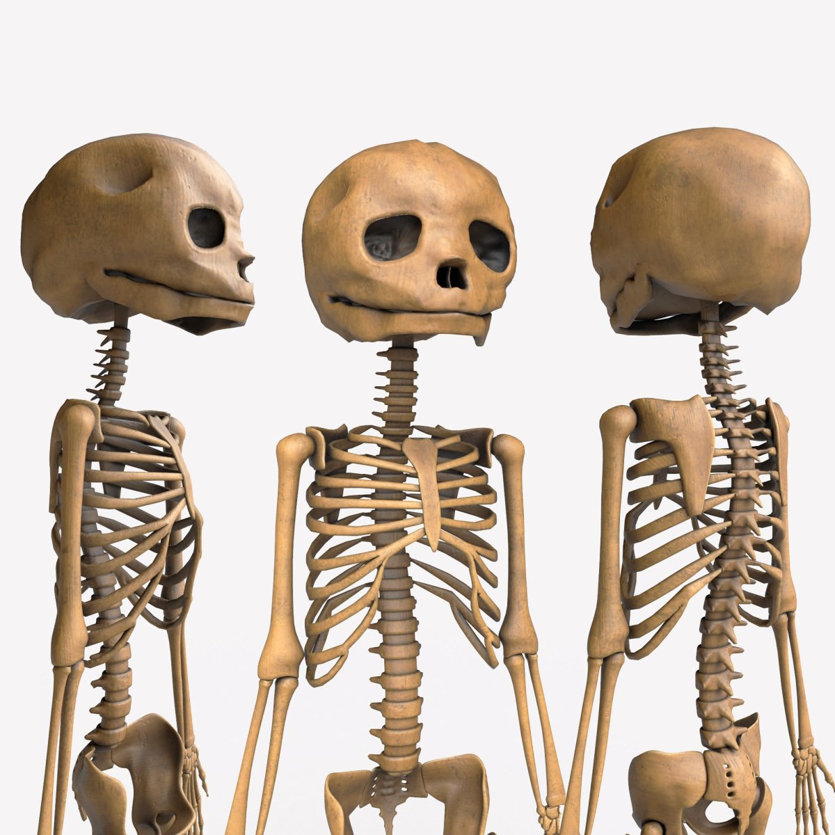 Скелет в 3д Макс