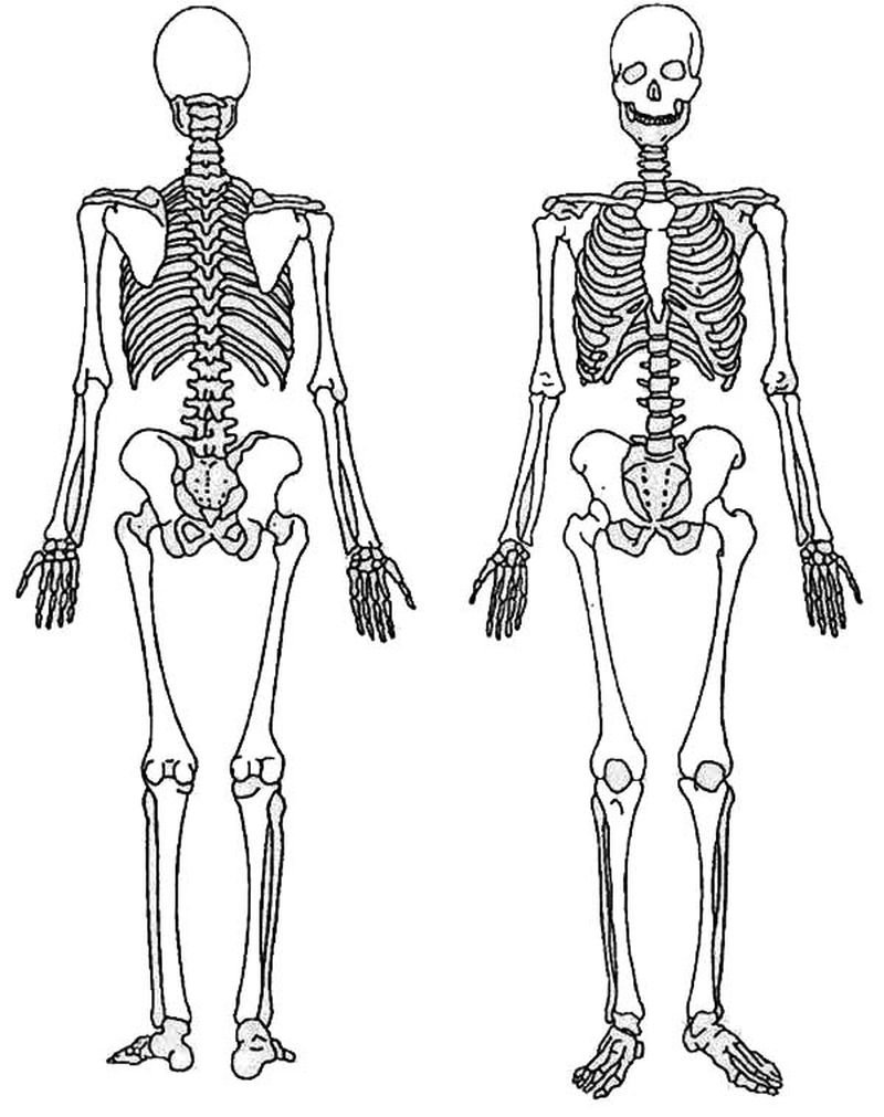 Скелет человека спереди сзади сбоку