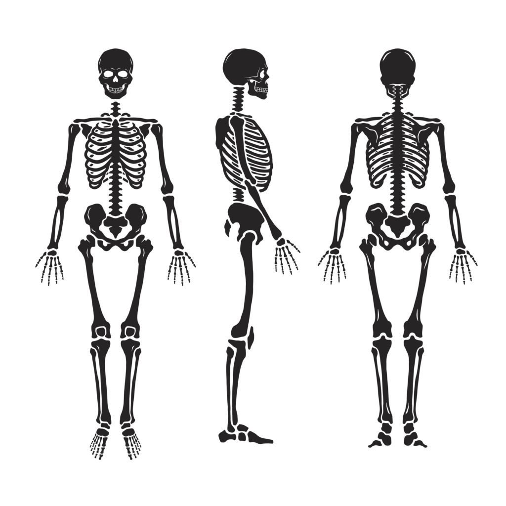 Человеческий скелет и силуэт