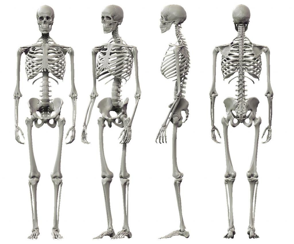 Кости скелета анатомия