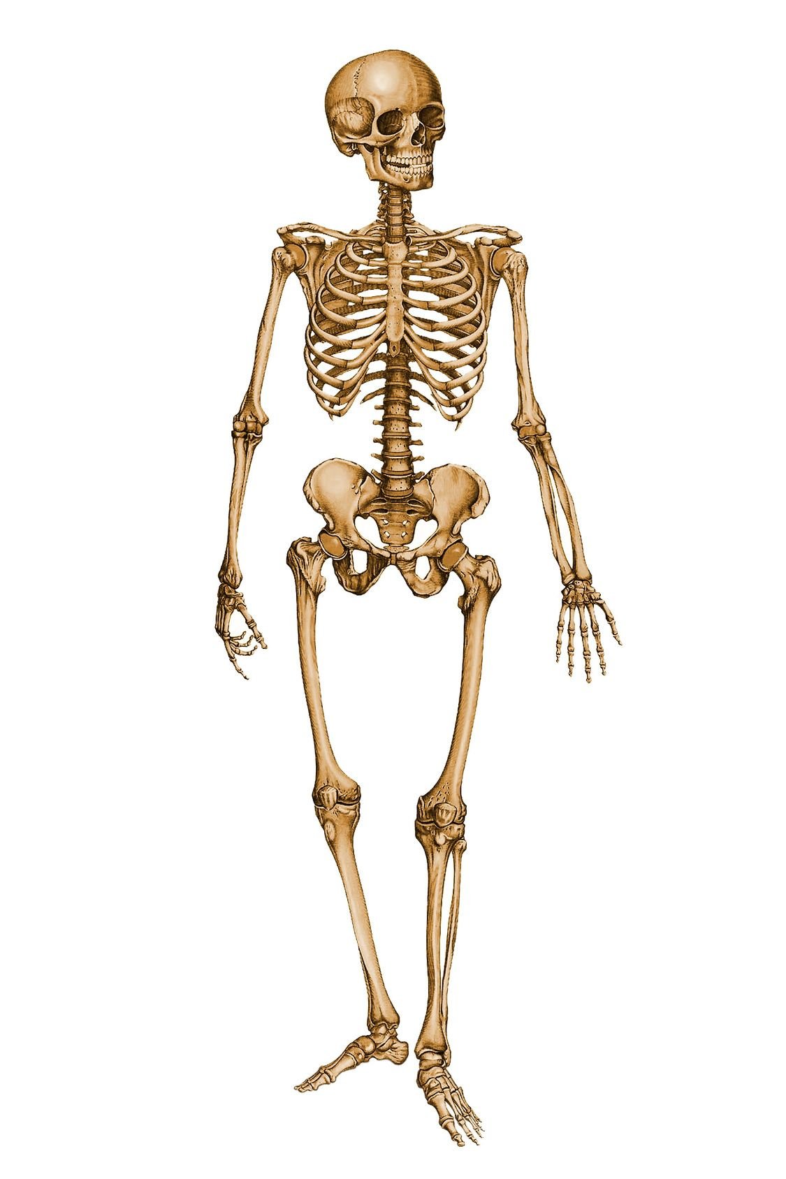 Костная система скелет