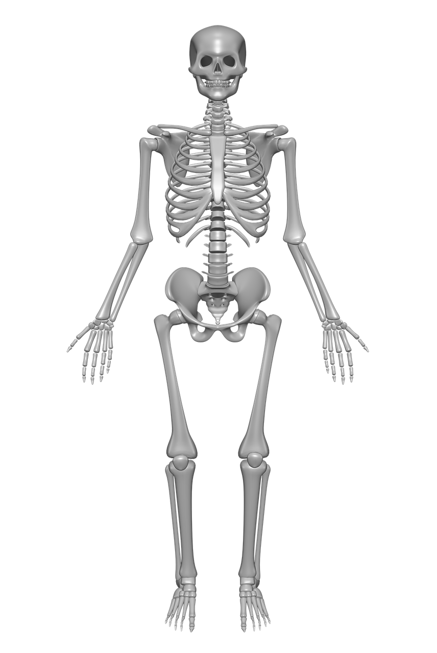 Анатомия человека skelet. Скелет, Skeleton анатомия. Sklet chelovek.