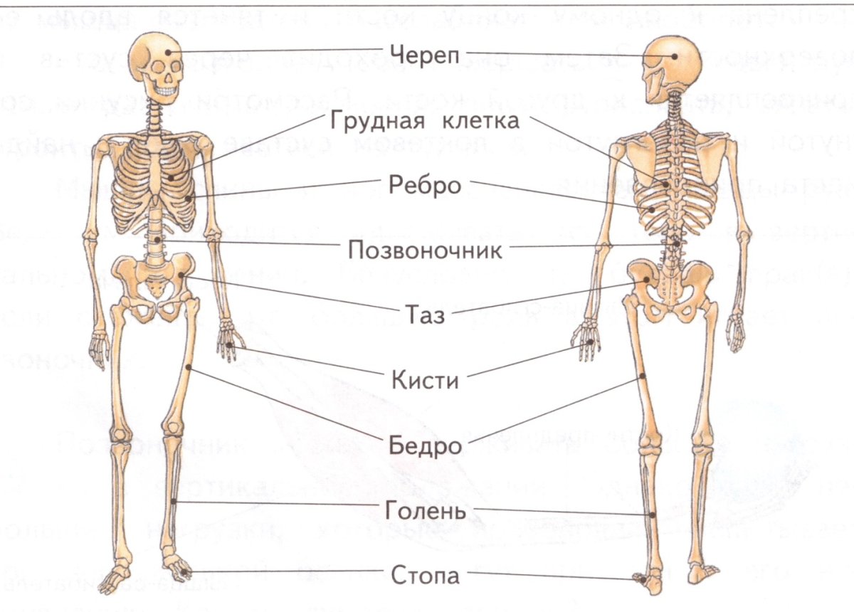 Название костей скелета 4 класс