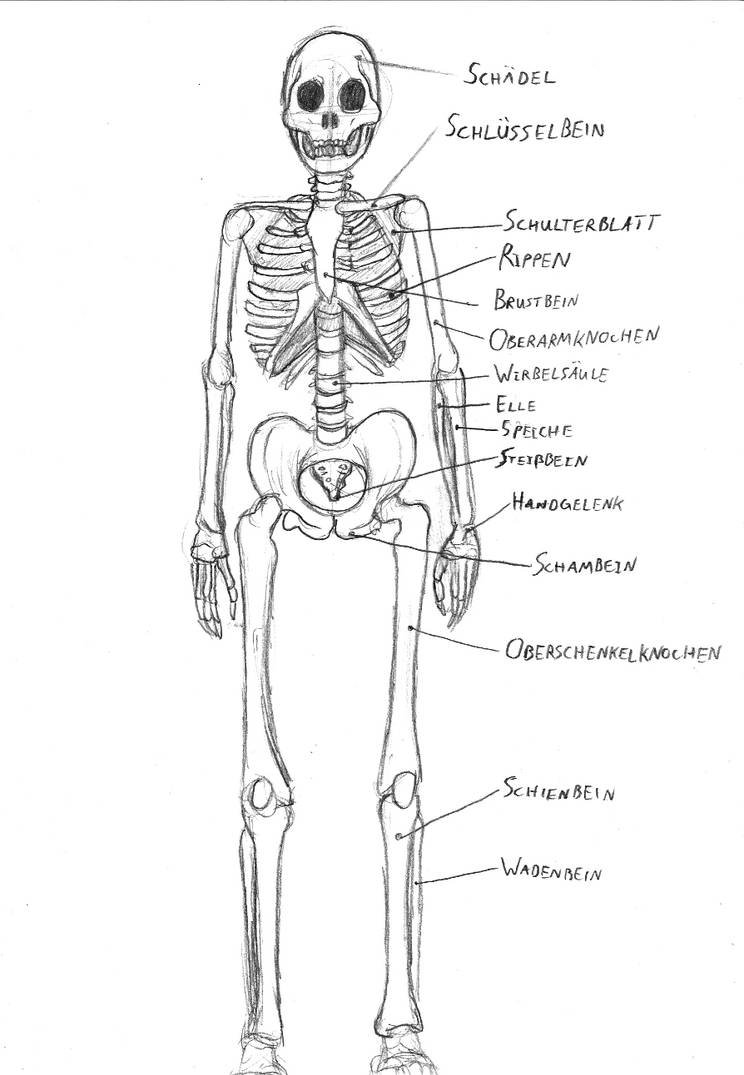 Скелет человека рисунок простой - 89 фото
