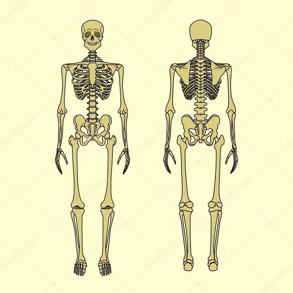 Скелет человека вид спереди и сзади