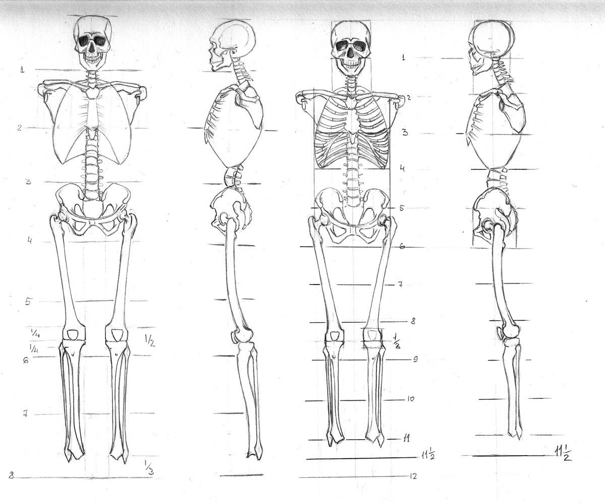 Скелет человека поэтапно рисунок карандашом
