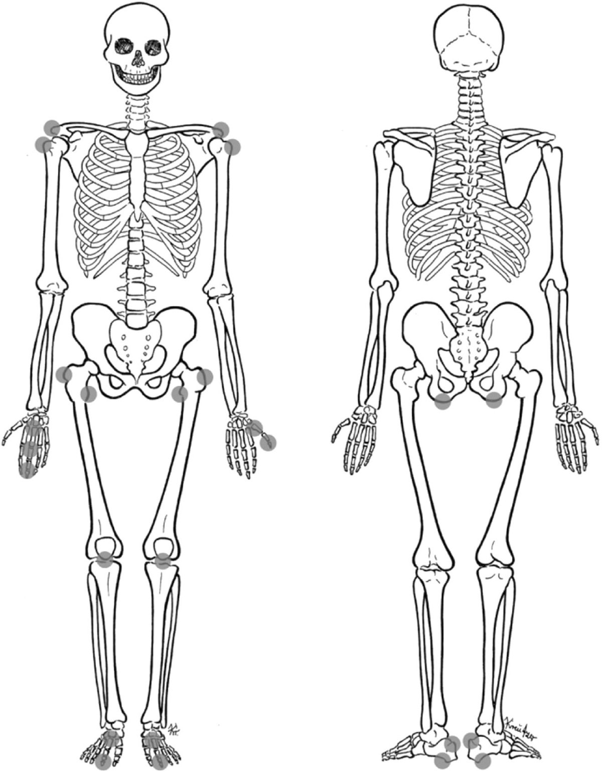 Скелет человека сзади без подписей