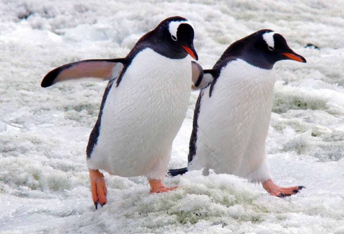 Антарктида переворачиватель пингвинов