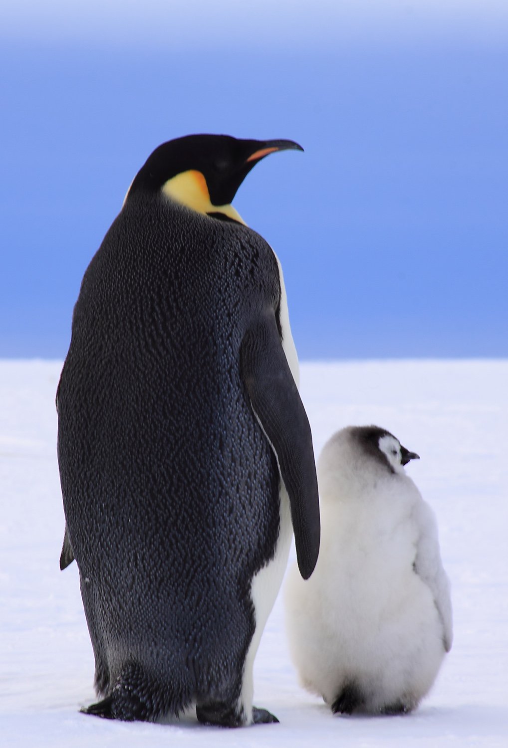 Фото пингвина в хорошем качестве
