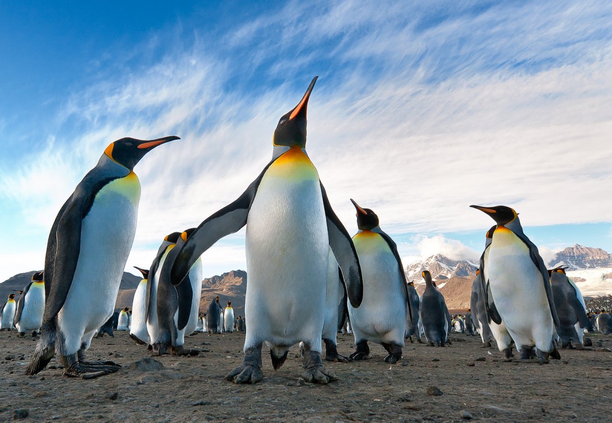 Пингвины на праздник
