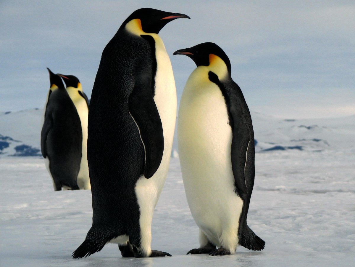 Императорский Пингвин самка и самец