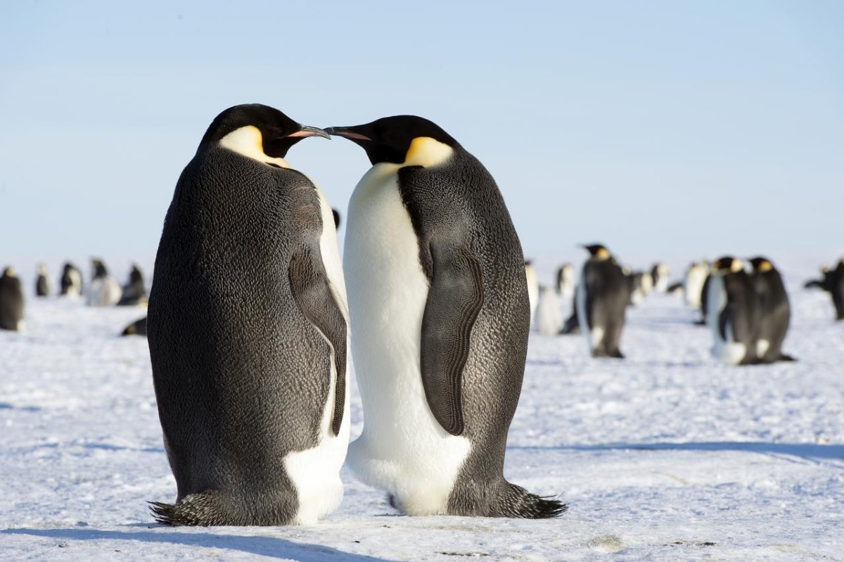 Пингвины Королевские Императорские