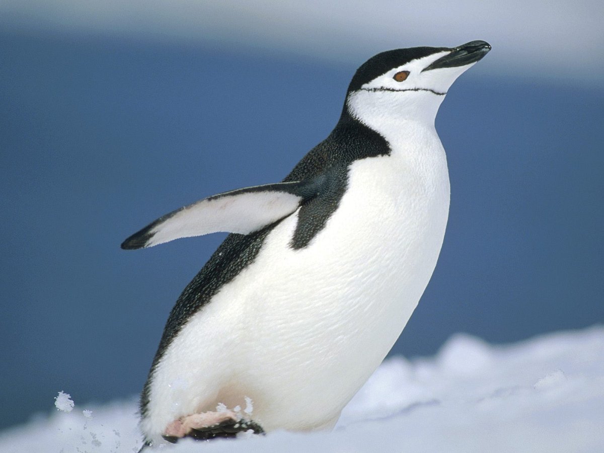 Антарктические пингвины (Pygoscelis)