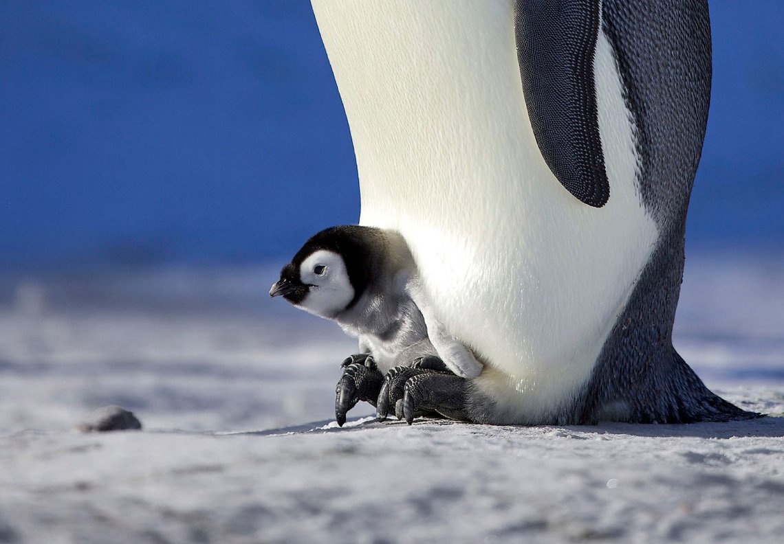 Животные Антарктики Императорский Пингвин