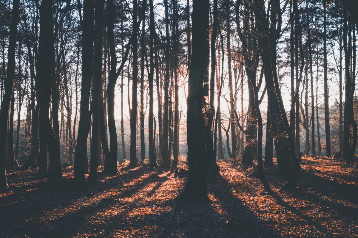 Эстетика картинки лес