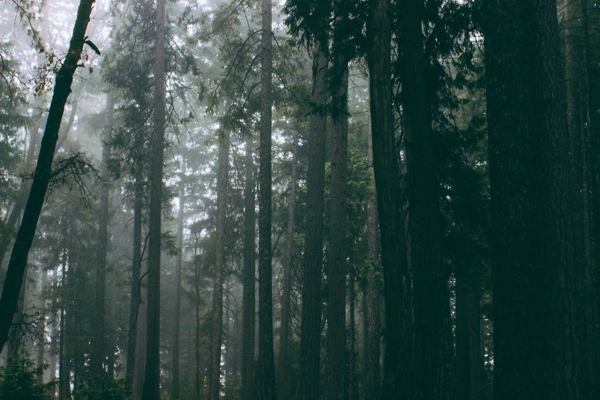 Хвойный лес Эстетика