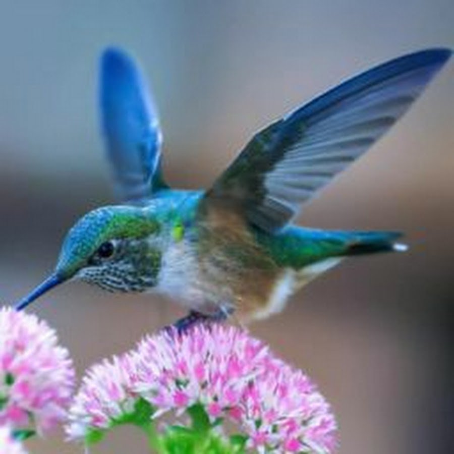 колибри птица фото картинки красивые