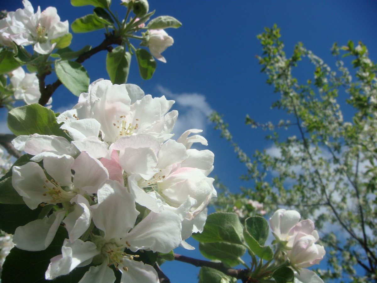 Яблони в цвету фото высокого разрешения