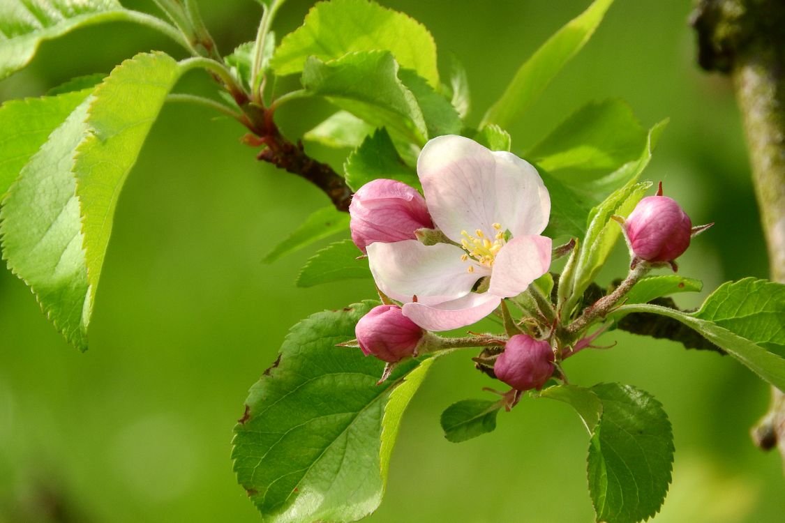 Что такое яблонный цвет седина