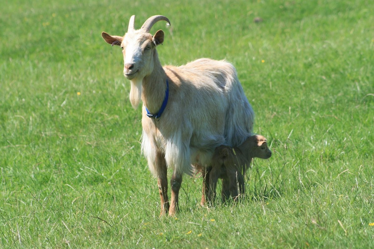 Гернсийская порода коз
