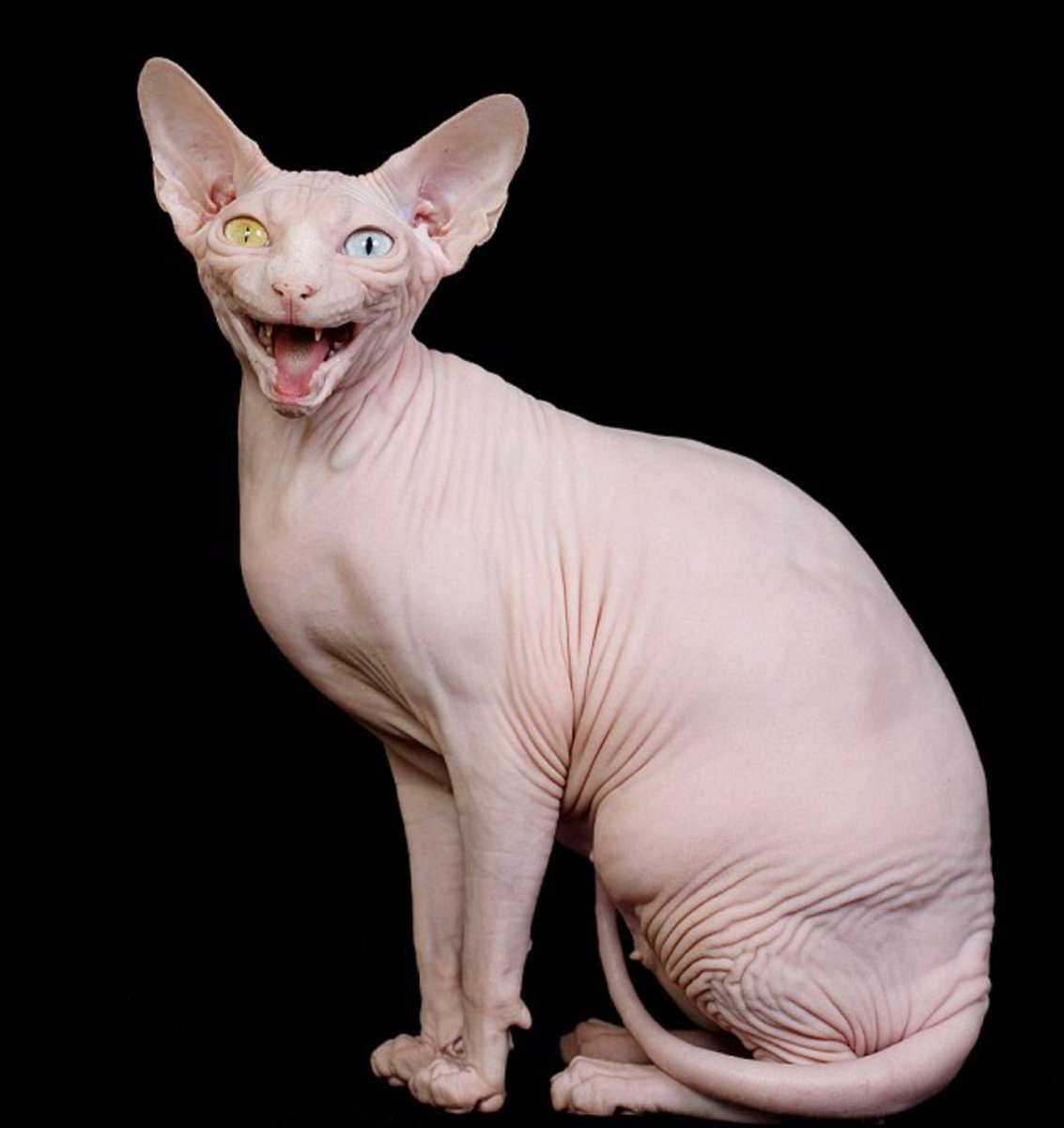 Лысая кошка сфинкс