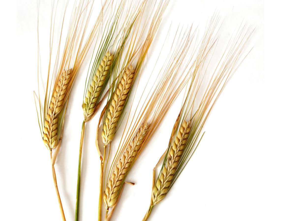 Колос ржи и Колос пшеницы