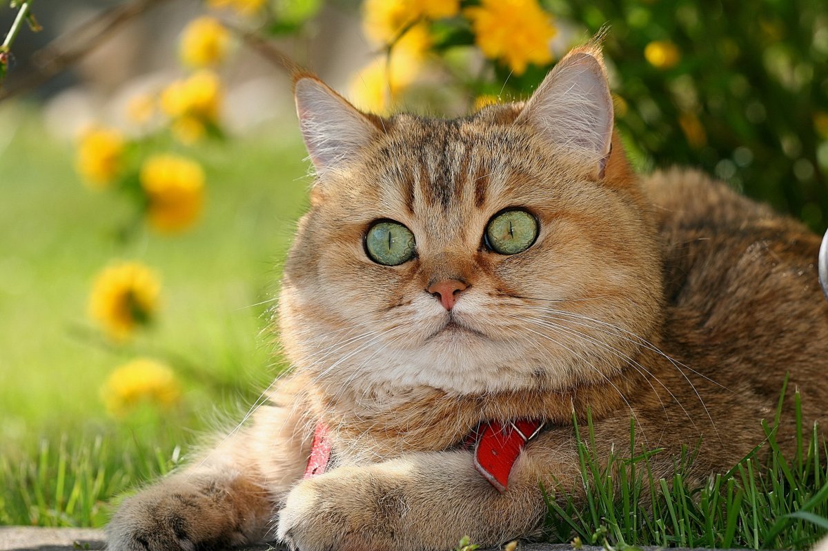 кошки фото красивые и смешные картинки