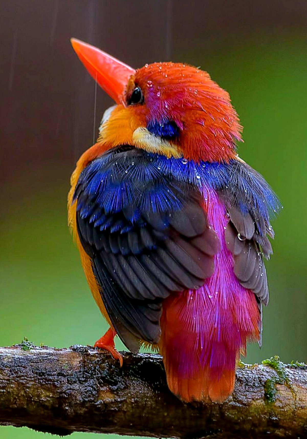 самая красивая птица в мире фото название