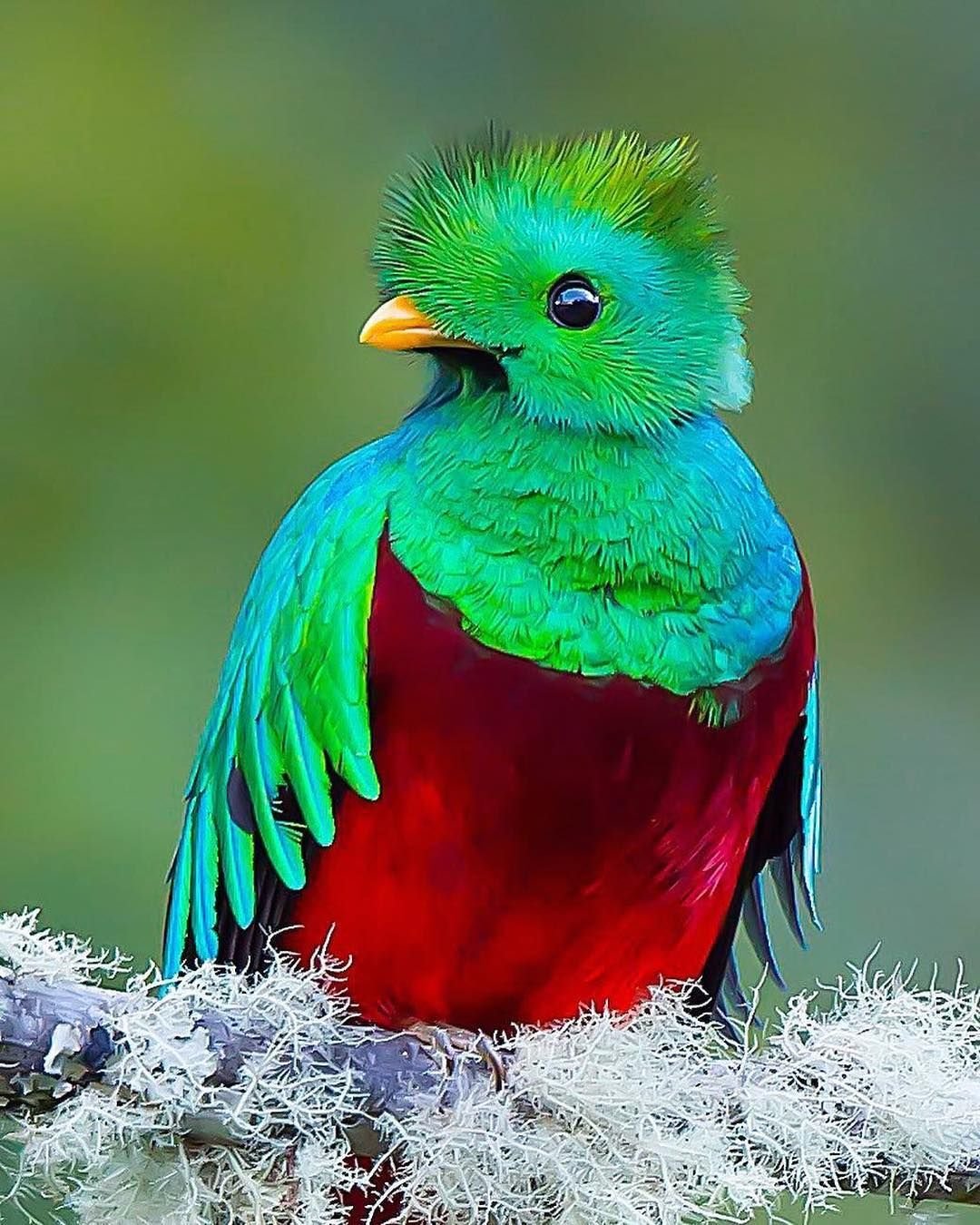 самые красивые птицы фото с названиями