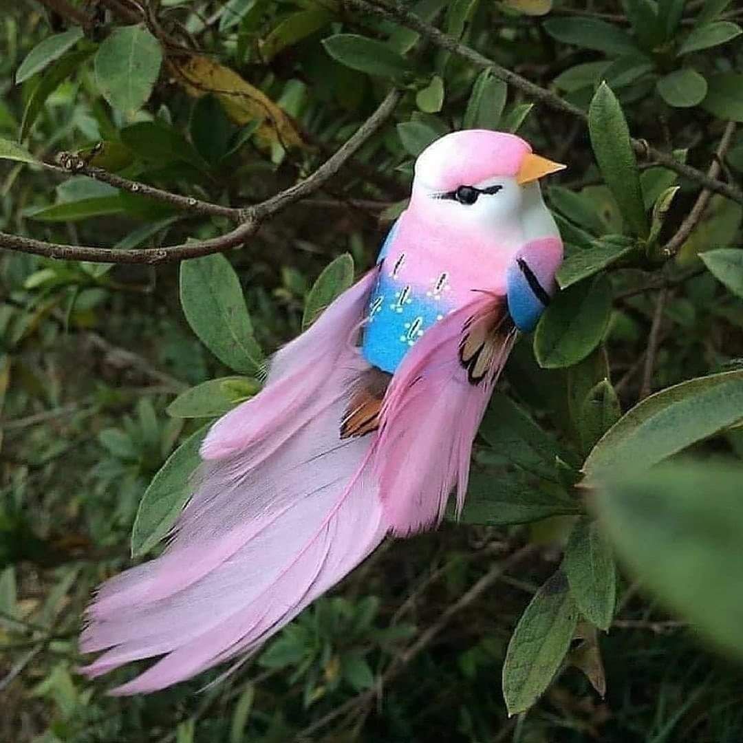 Райская птица розовая