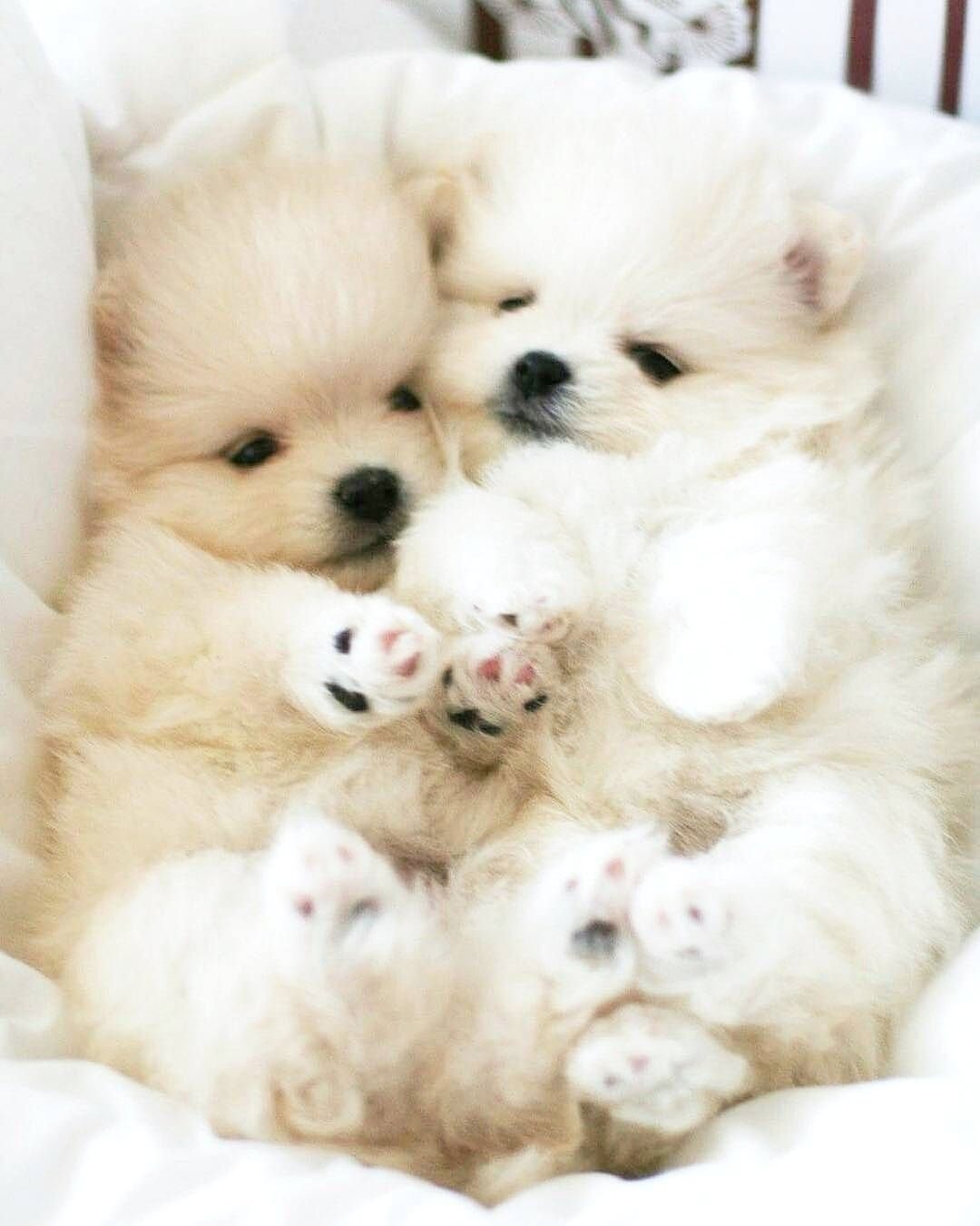 картинки красивые милые щенки
