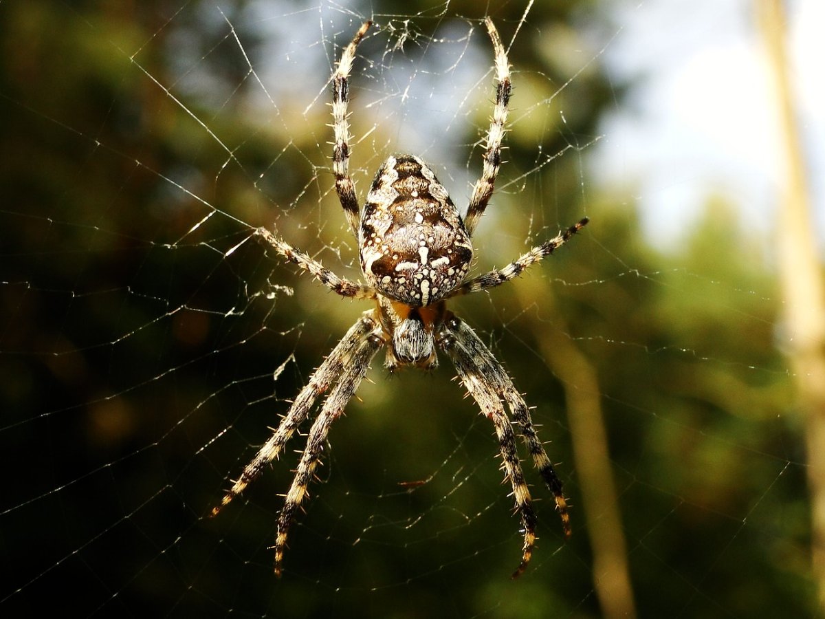 фото пауков всех видов с названиями