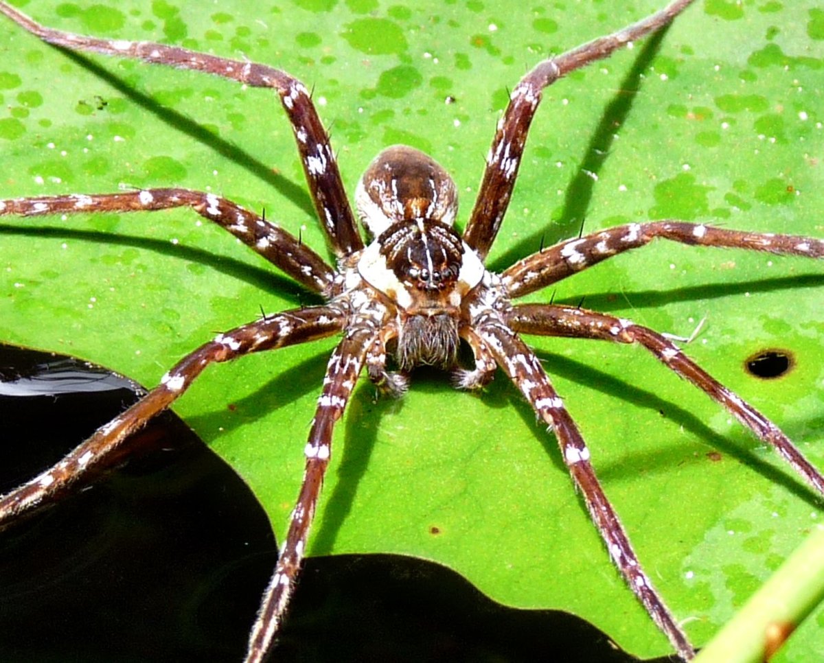 Паук доломедес (Dolomedes fimbriatus)